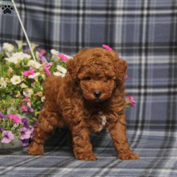 Zoomer, Toy Poodle Puppy